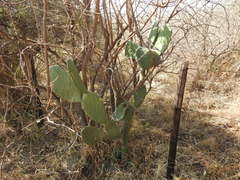 Opuntia ficus-indica