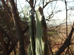 Opuntia ficus-indica