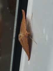 Palaeaspilates inoffensa