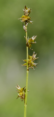 Carex sterilis