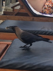 Corvus splendens