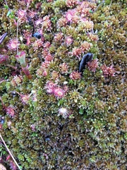 Drosera rotundifolia image
