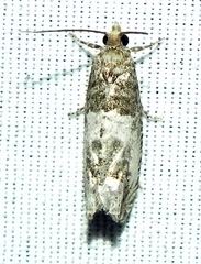 Notocelia rosaecolana