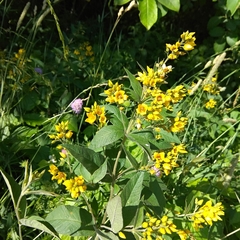 Lysimachia vulgaris