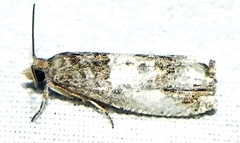 Notocelia rosaecolana