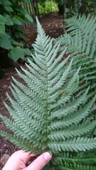 Dryopteris filix-mas