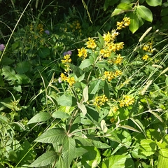 Lysimachia vulgaris