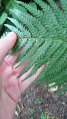 Dryopteris filix-mas