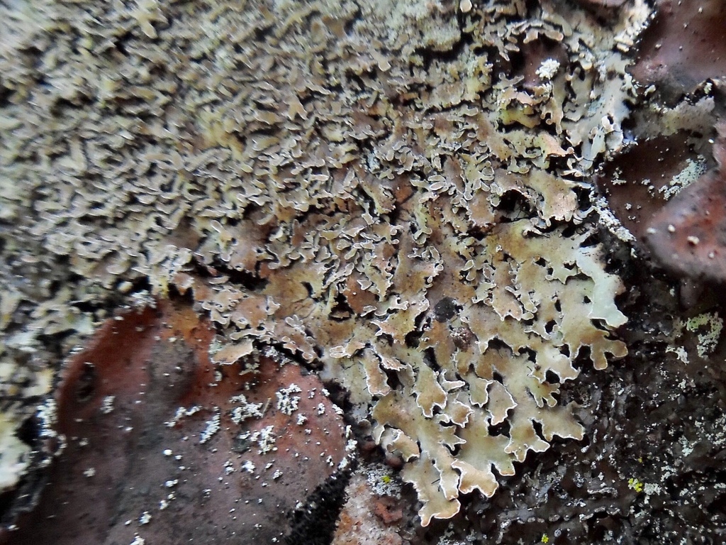 Appalachian Shield Lichen