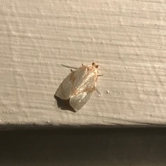 Adoxophyes negundana