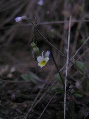 Viola kitaibeliana