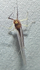 Isonychia bicolor