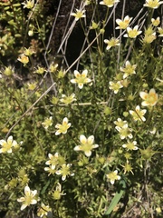 Saxifraga aspera