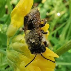 Andrena vaga