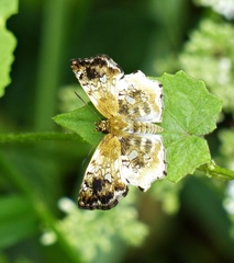 Diaeus variegata