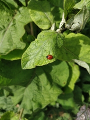 Coccinella septempunctata