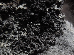 Melanelia culbersonii