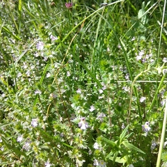Euphrasia