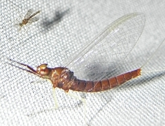 Isonychia bicolor
