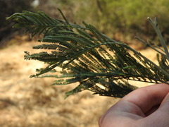 Acacia decurrens