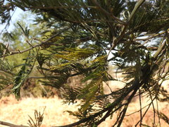 Acacia decurrens