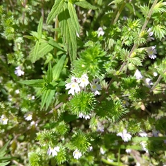 Euphrasia