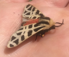 Apantesis proxima
