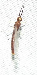 Isonychia bicolor