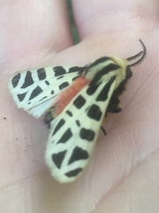 Apantesis proxima