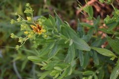 Hypericum swinkianum