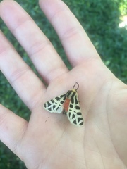 Apantesis proxima