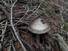 Amanita submembranacea