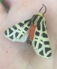 Apantesis proxima