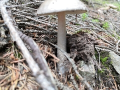 Amanita submembranacea