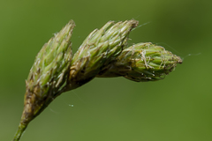 Carex scoparia