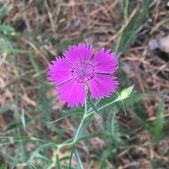 Dianthus chinensis
