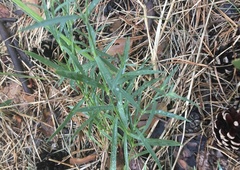 Dianthus chinensis