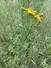Jacobaea vulgaris dunensis
