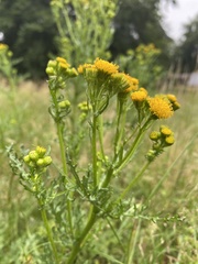 Jacobaea vulgaris dunensis
