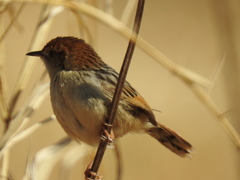 Cisticola tinniens