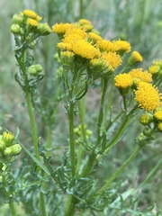 Jacobaea vulgaris dunensis