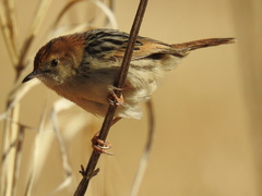 Cisticola tinniens