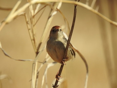Cisticola tinniens