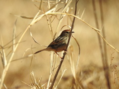 Cisticola tinniens