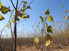 Populus nigra