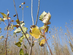 Populus nigra