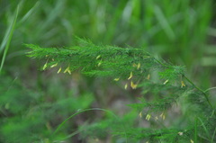 Asparagus tenuifolius