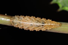 Epistrophella emarginata