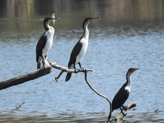 Phalacrocorax carbo lucidus