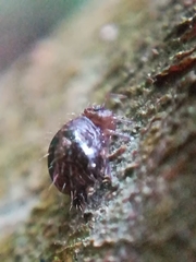 Allacma fusca
